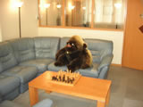 Gorilla on blue sofas