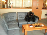 Chillin' gorilla