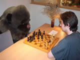 Gorilla playing chess