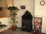Gorilla sitting on the TV